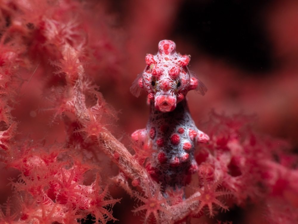 Pygmy-Seahorse-in-Lembeh