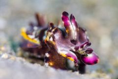 Flamboyant Cuttlefish (Metasepia pfefferi) Lembeh Strait, Canon 7D, 60mm macro, f5.6, 1/640sec, ISO160, 2x i-Torch Pro7