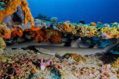 Two whitetip reef sharks resting among hard corals – a classic sight that reflects the reef’s healthy ecosystem.