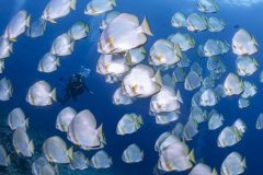 North Sulawesi, Nord Sulawesi, Celebes Sea, Murex Manado