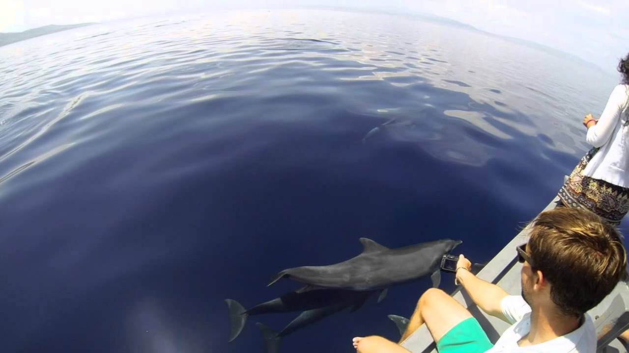 Playful Dolphins on the way to Bunaken with Murex Dive Resorts