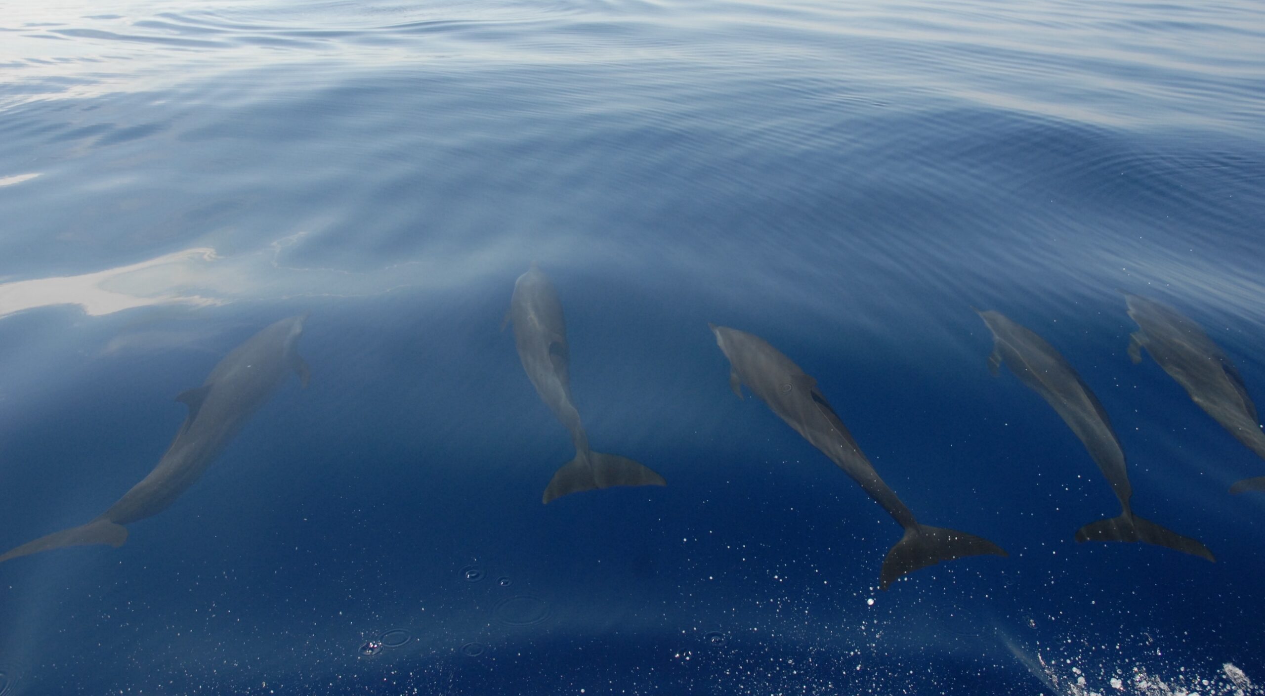 Spinner dolphins beneath the surface