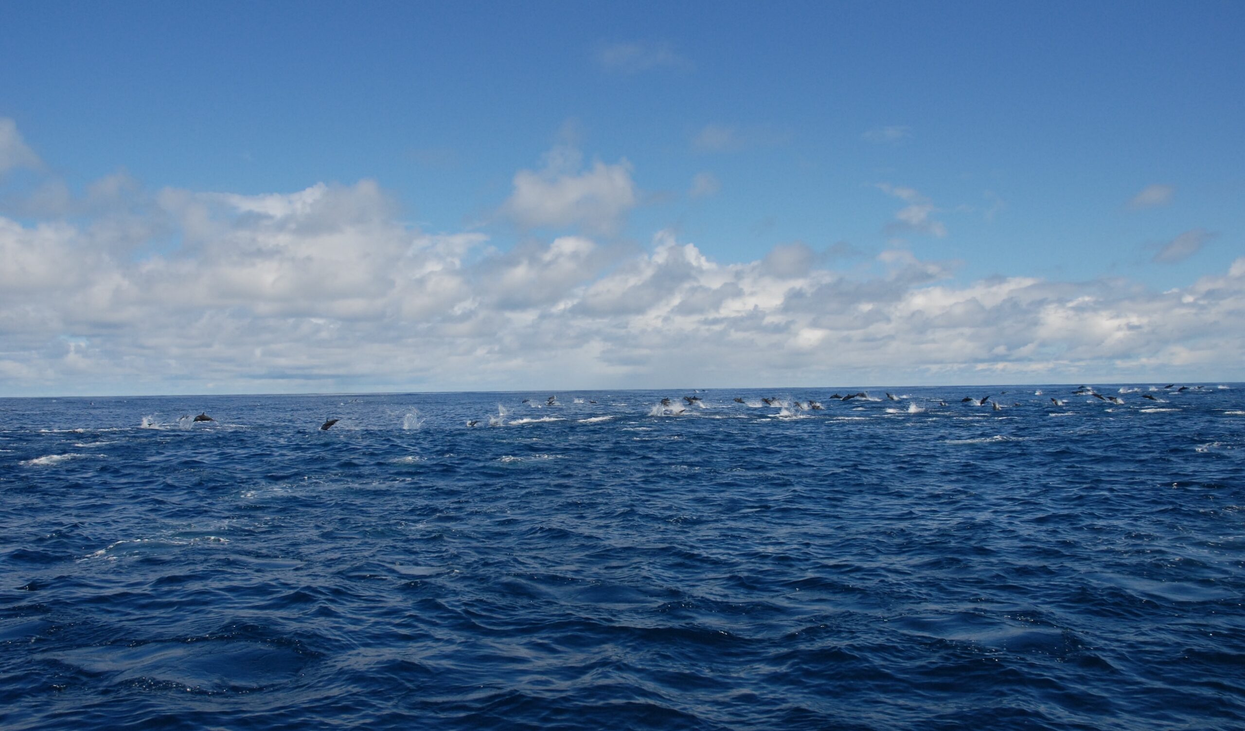 Spinner dolphins