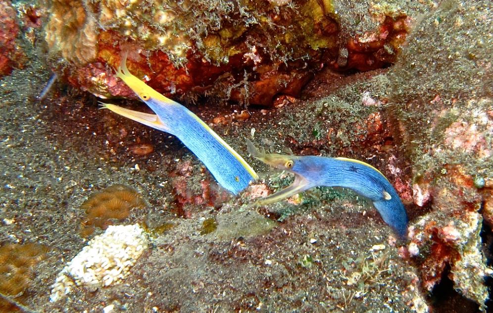 Pairs of ribbon eels