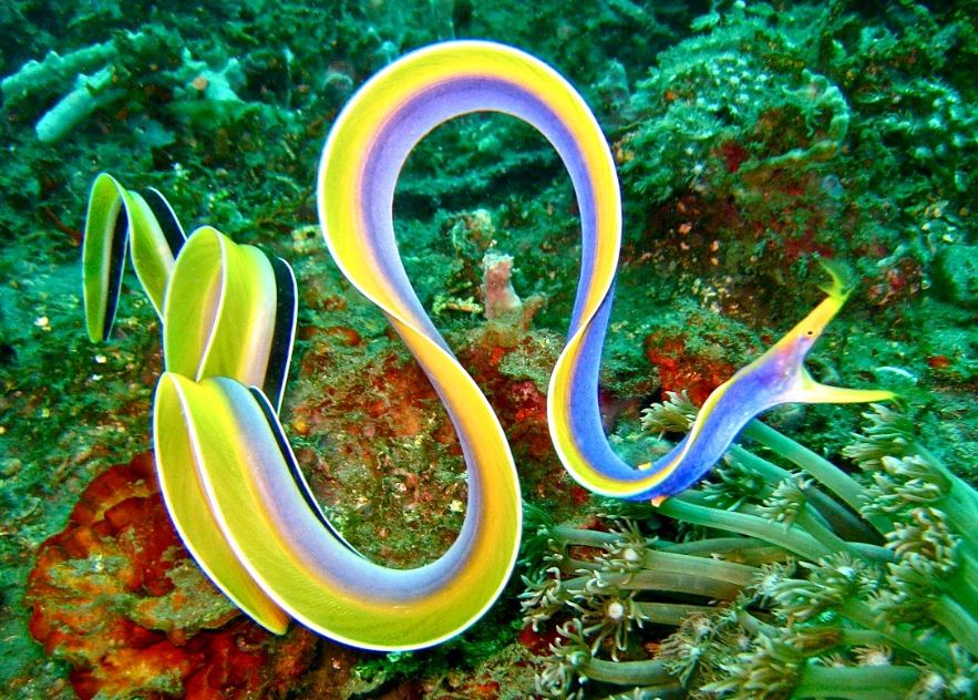 Ribbon eel matures to the blue male phase.