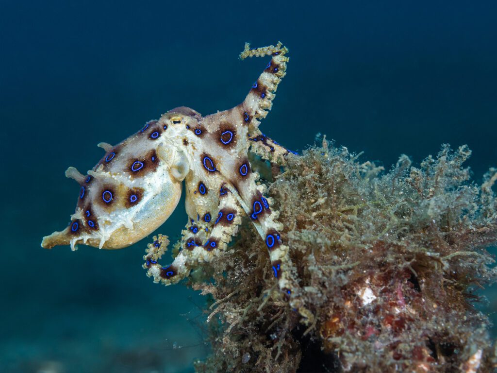 Poisonous Blue-Ringed Octopus found in Bangka, North Sulawesi, Indonesia