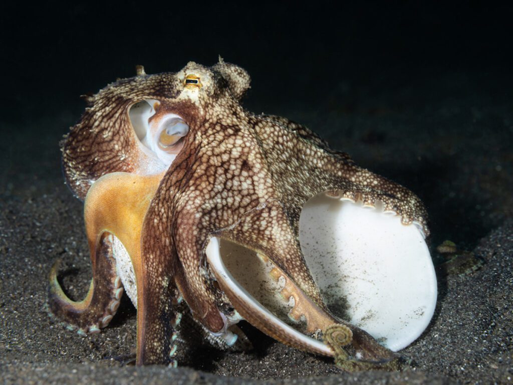 Coconut octopus