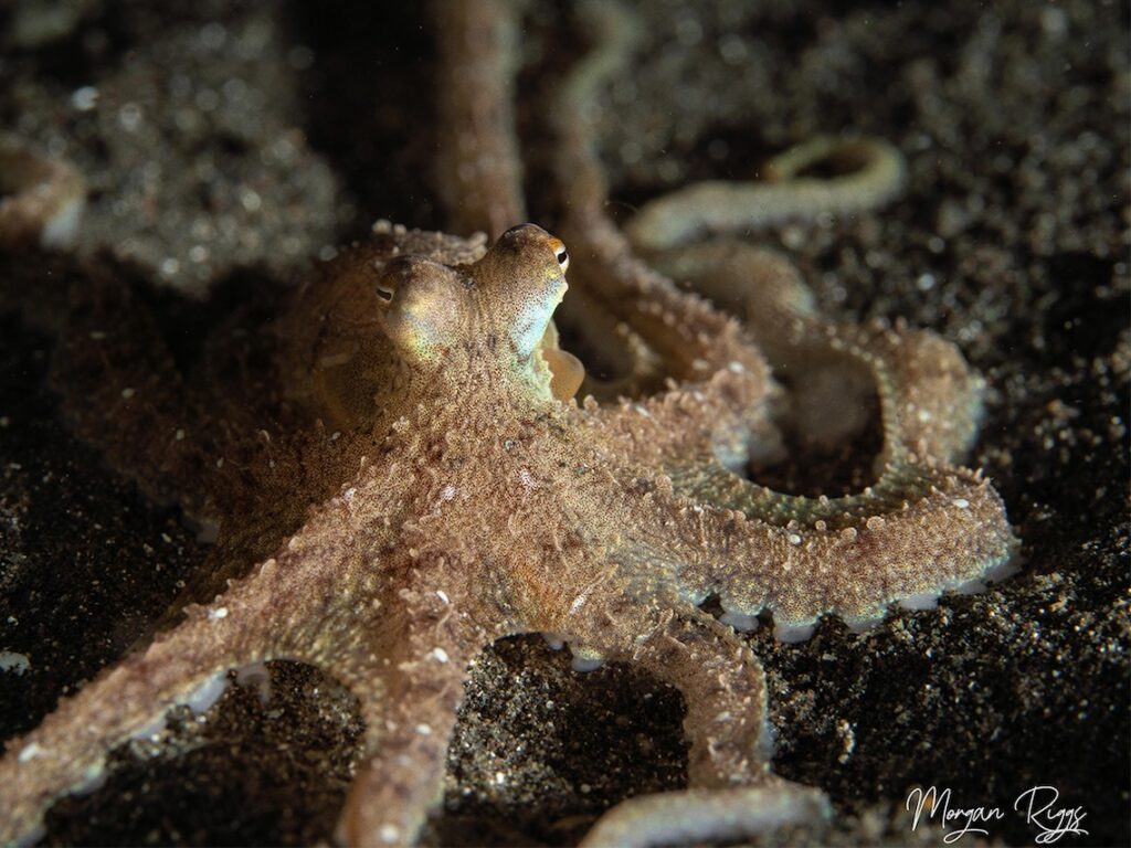 The Long-arm Octopus found in North Sulawesi Indonesia