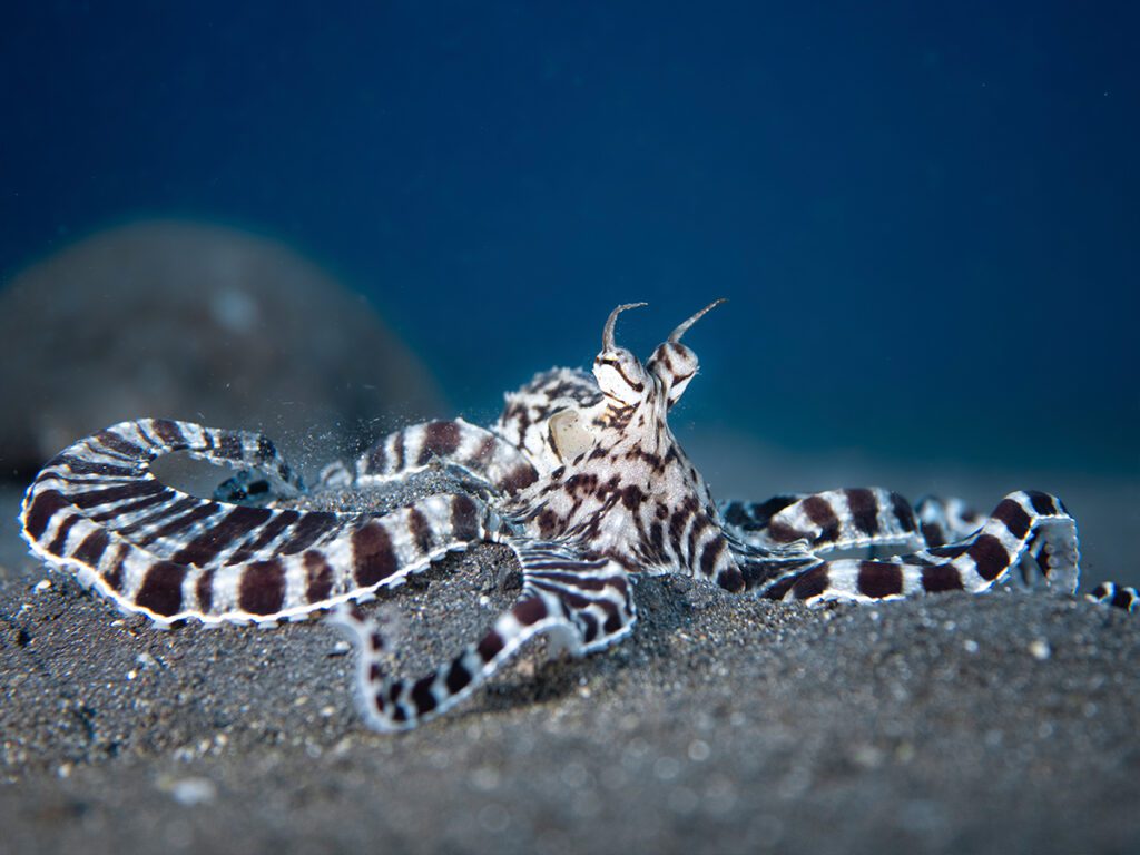 Mimic octopus in Lembeh Strait