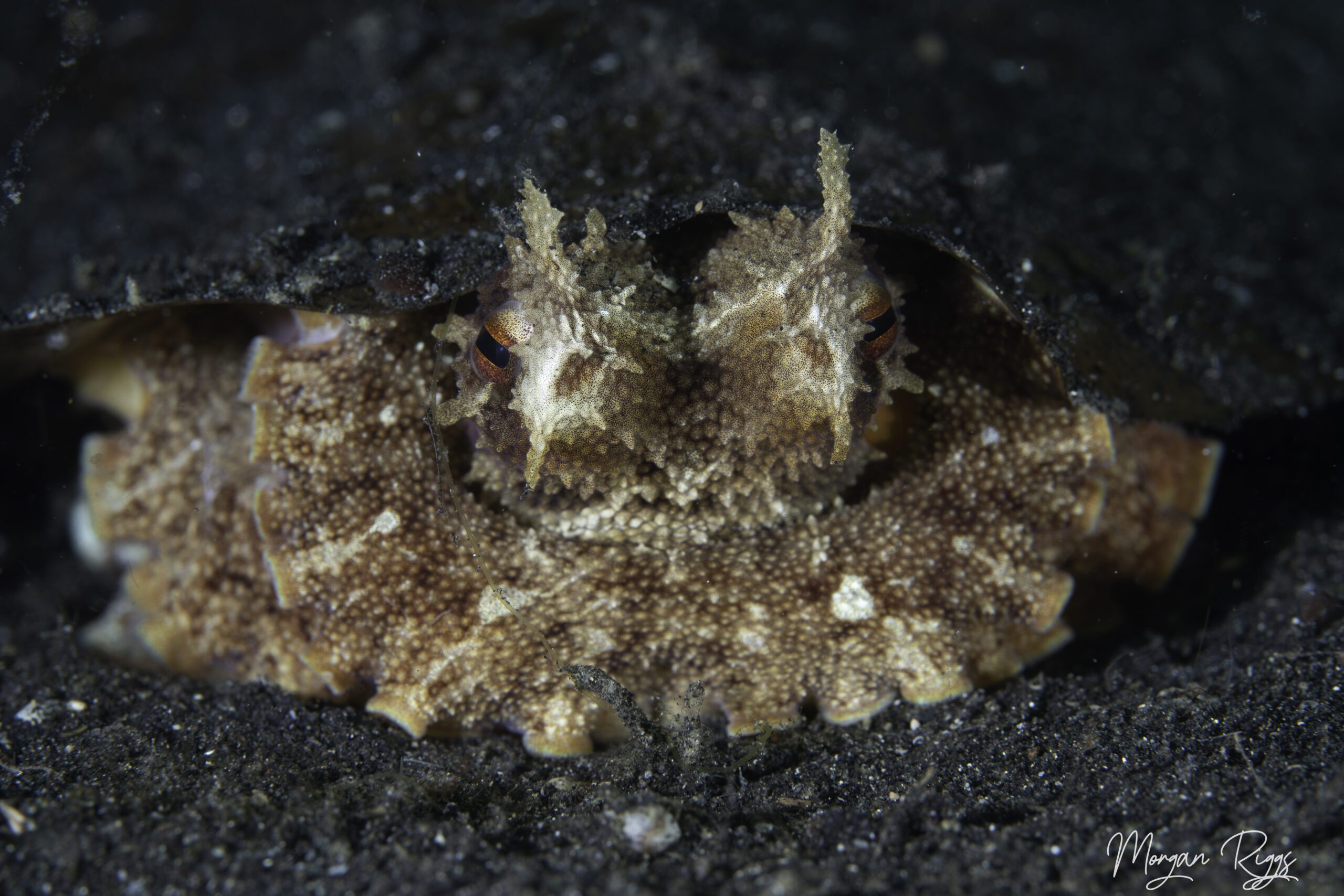 octopus under leaf