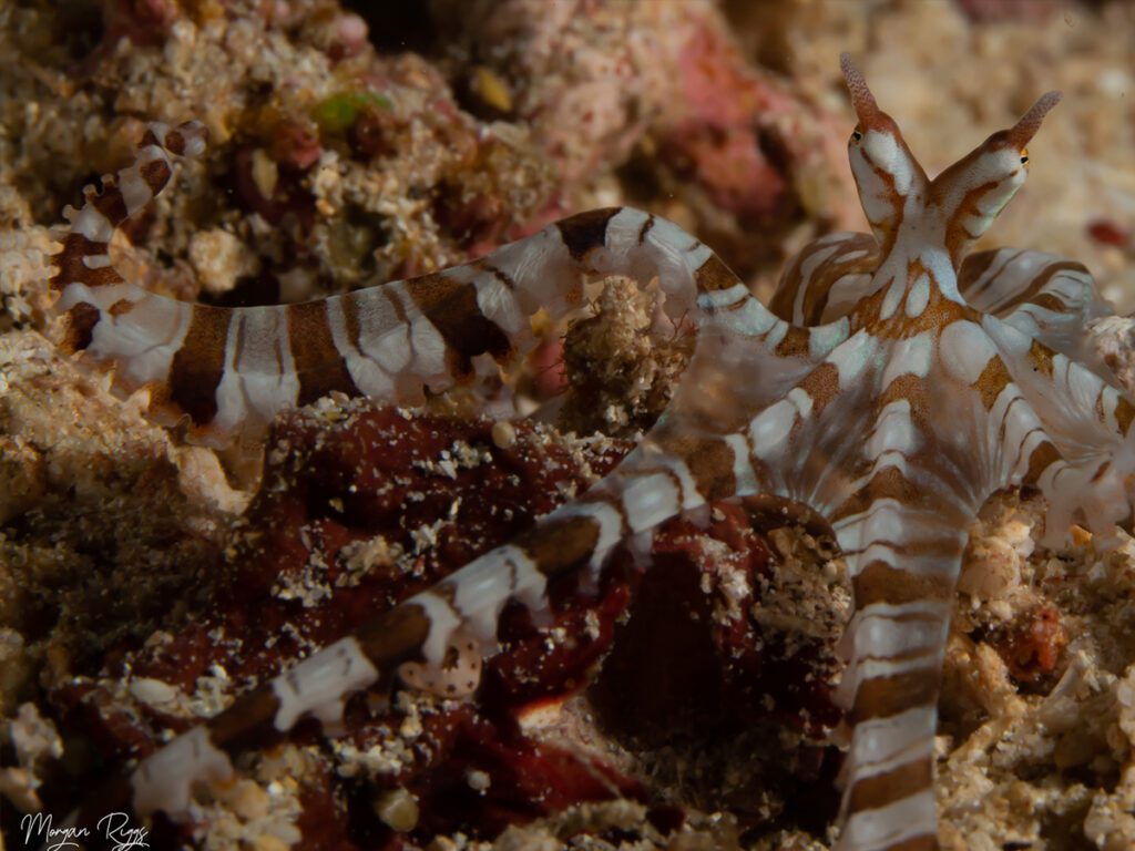 Wunderpus Octopus in Lembeh Strait