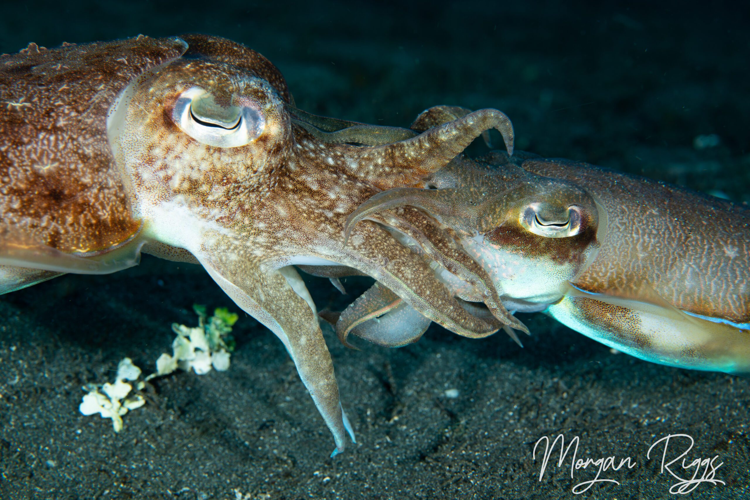 Cuttlefish mating
