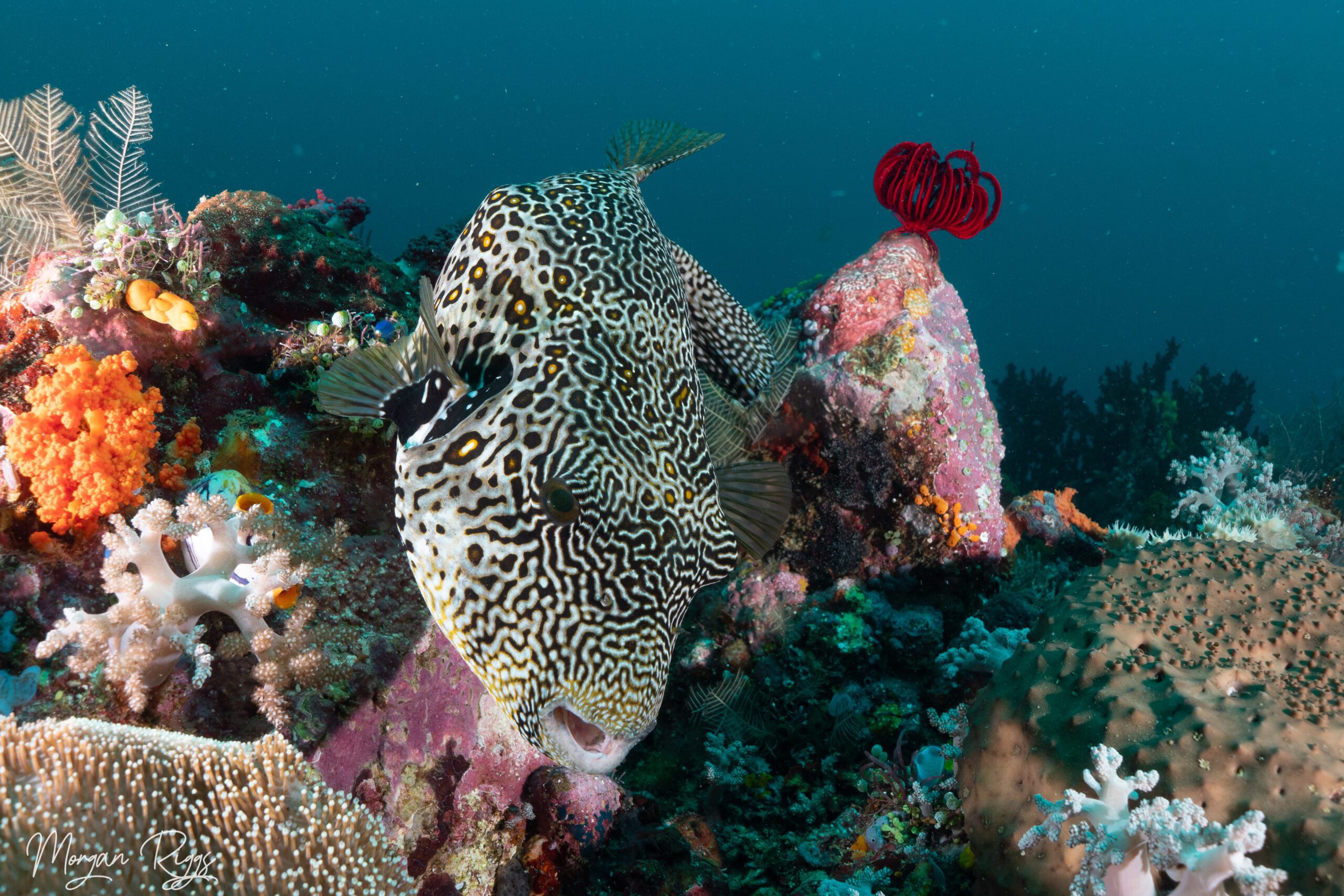 Pufferfish on reef