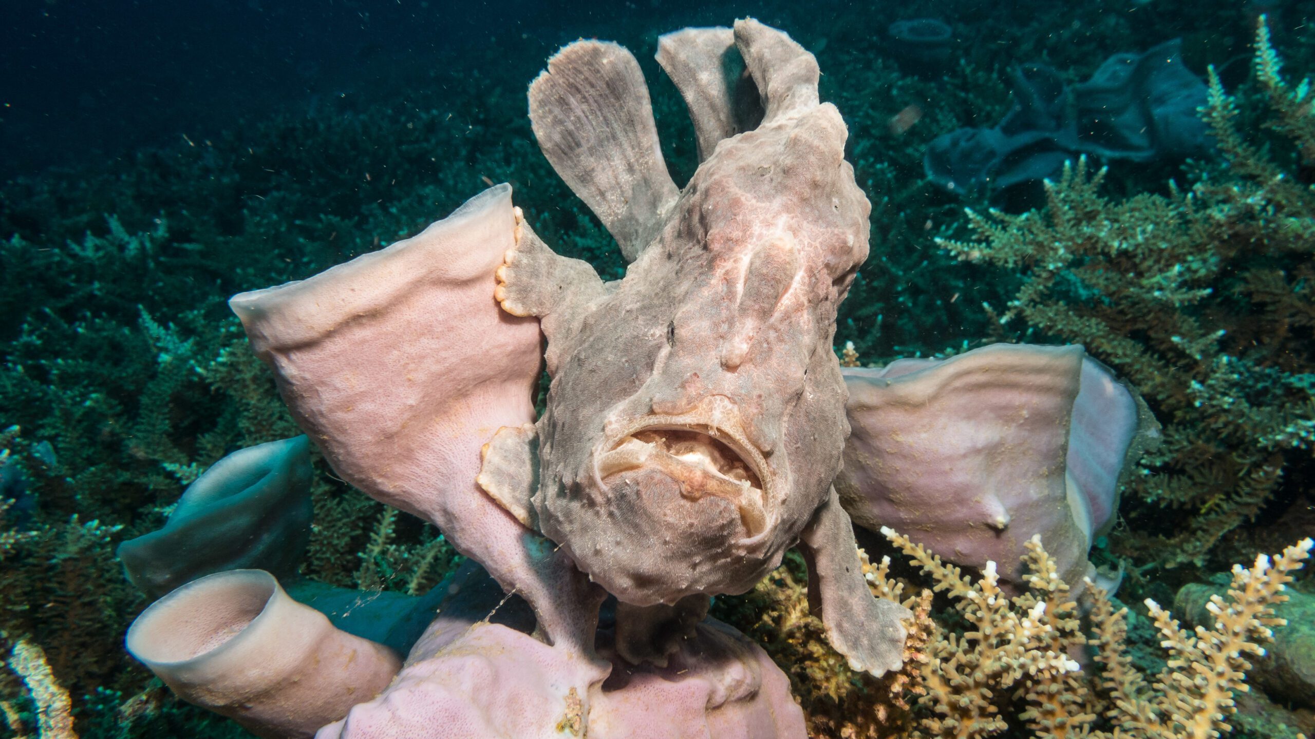 Skin Wart Frogfish