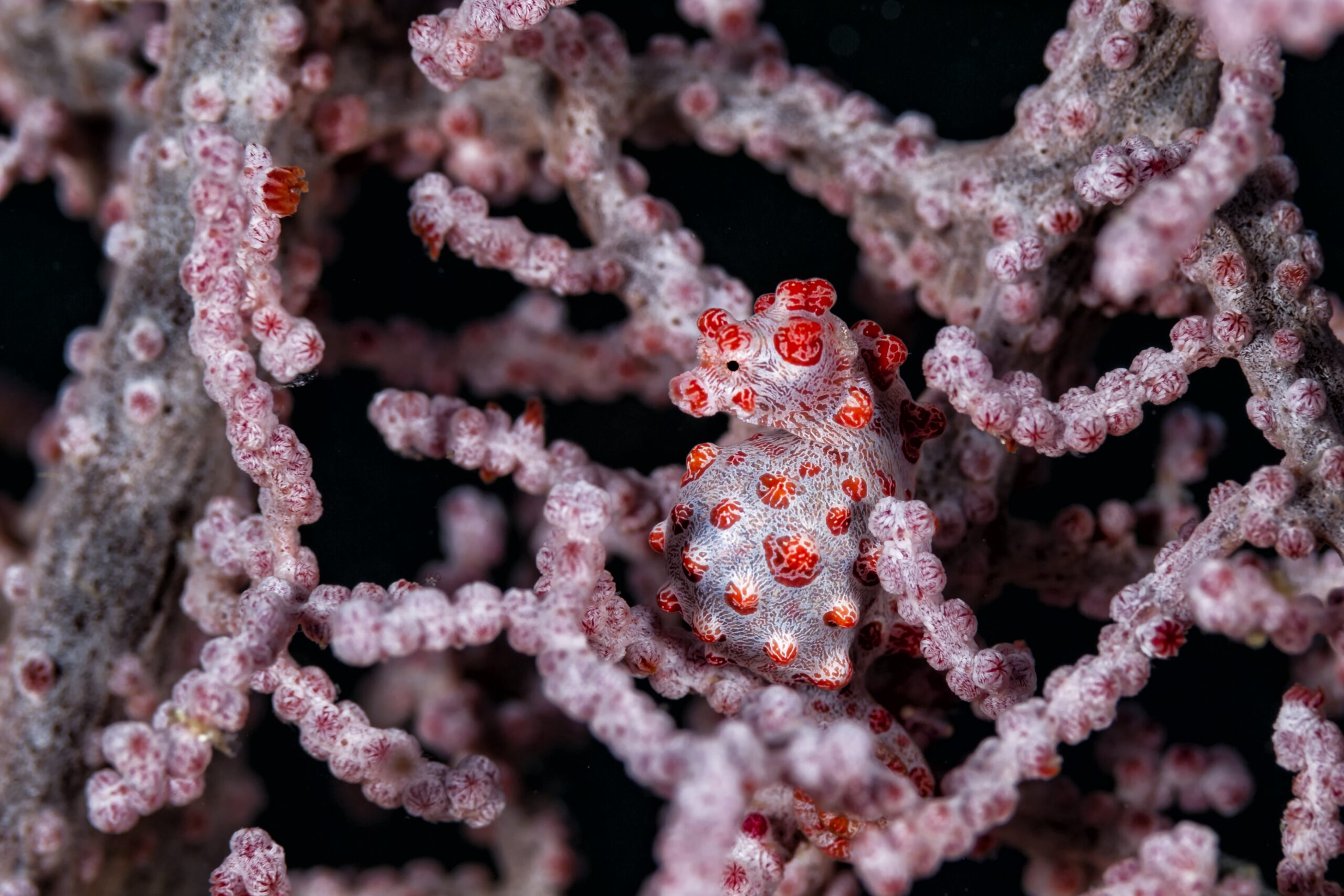 Bargibanti Pygmy Seahorses