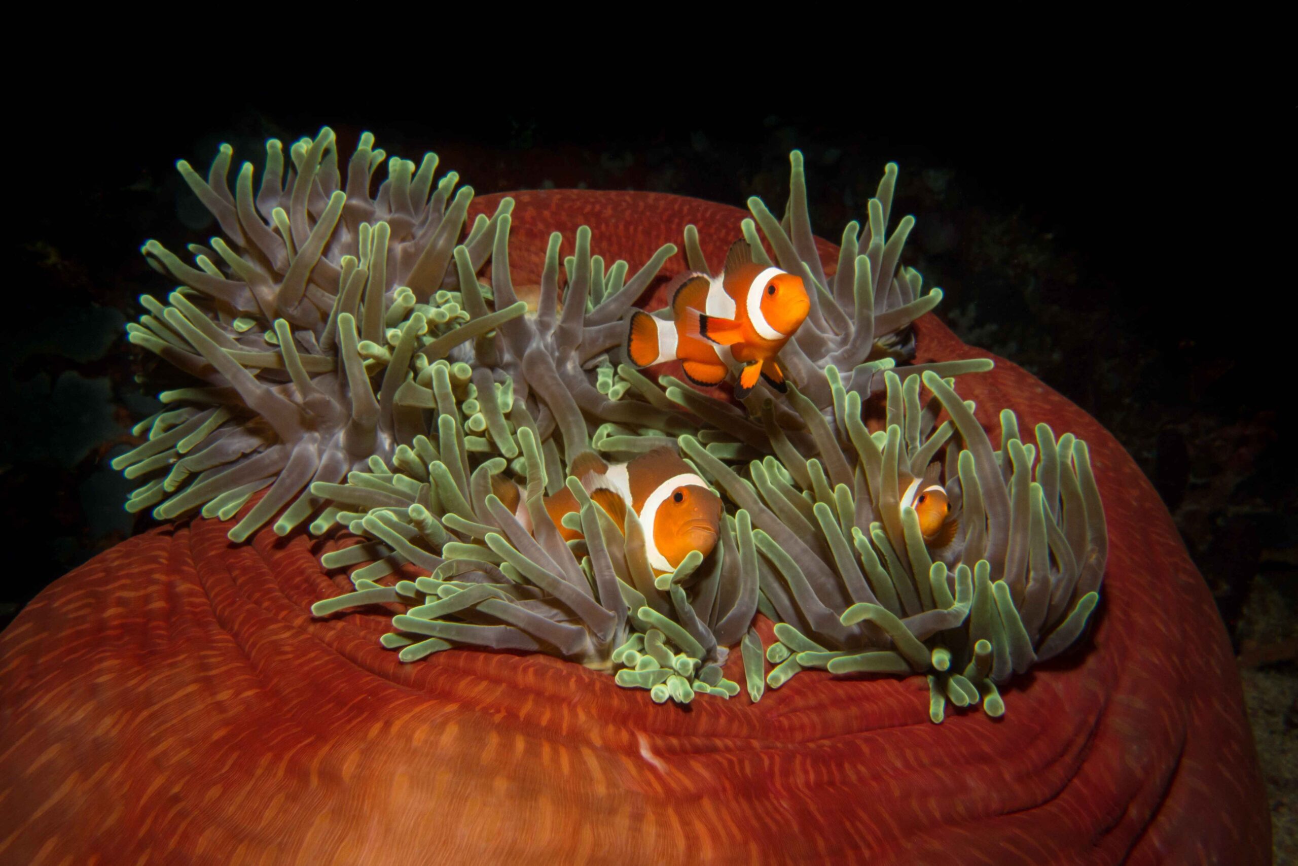 Clown fish and anemone