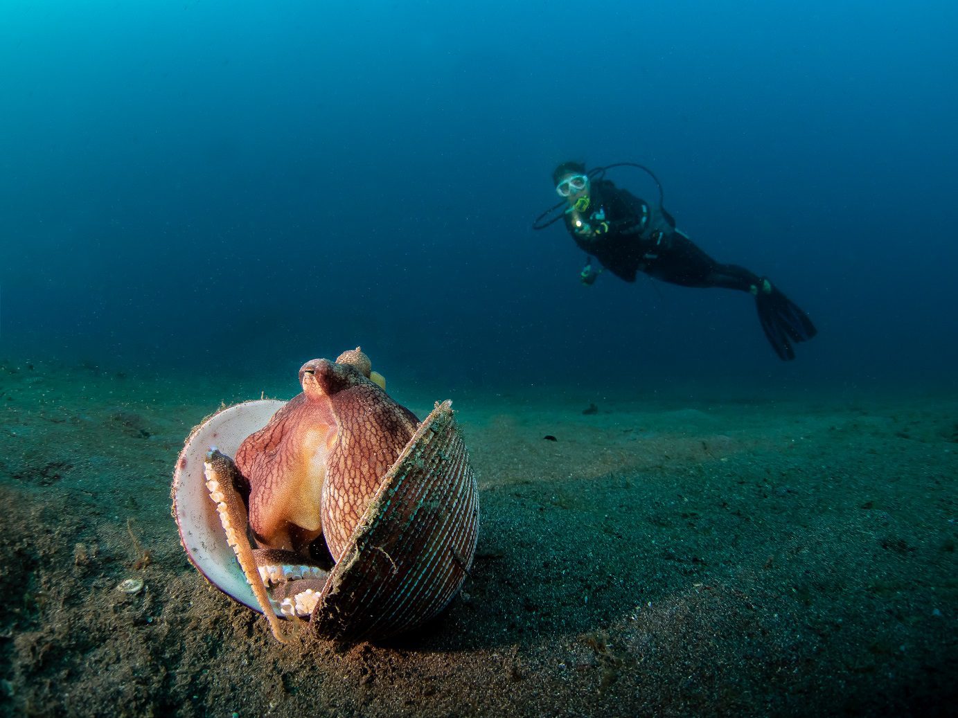 muck diving in Manado