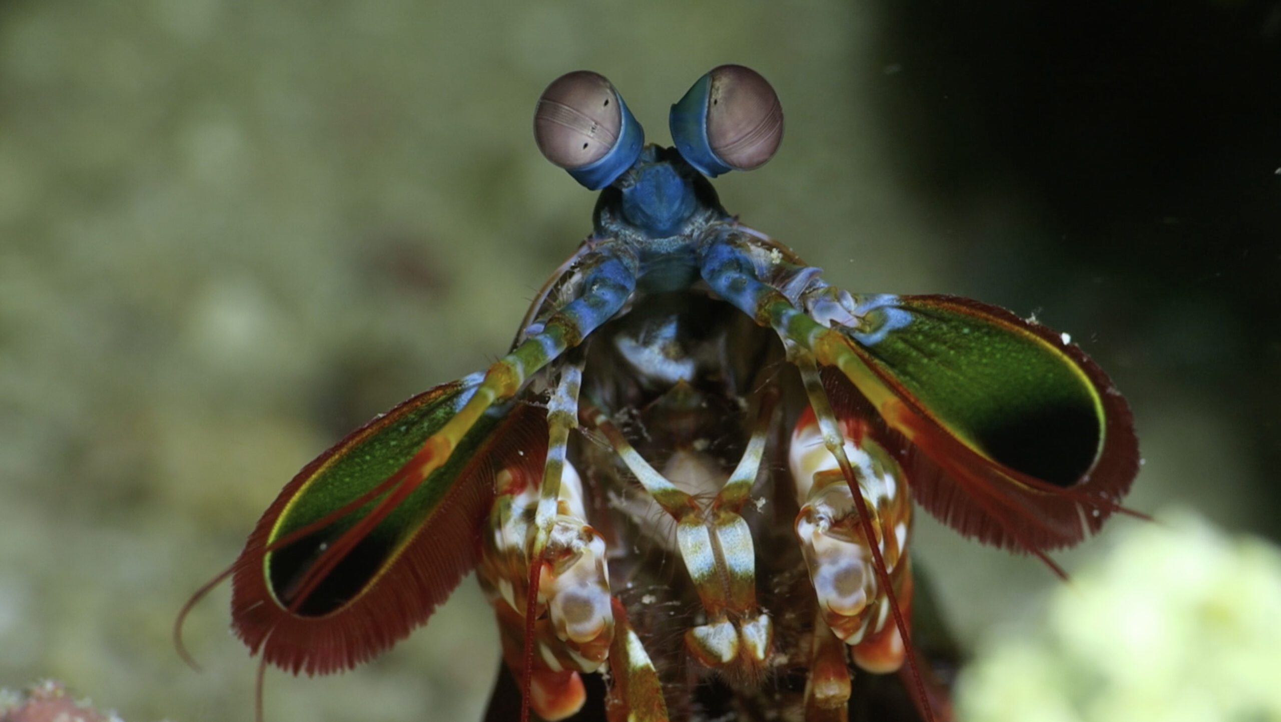 Peacock mantis shrimp