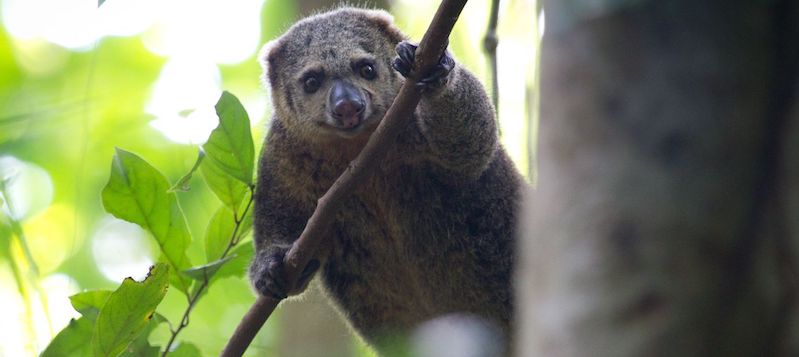 Sulawesi Cuscus Bear