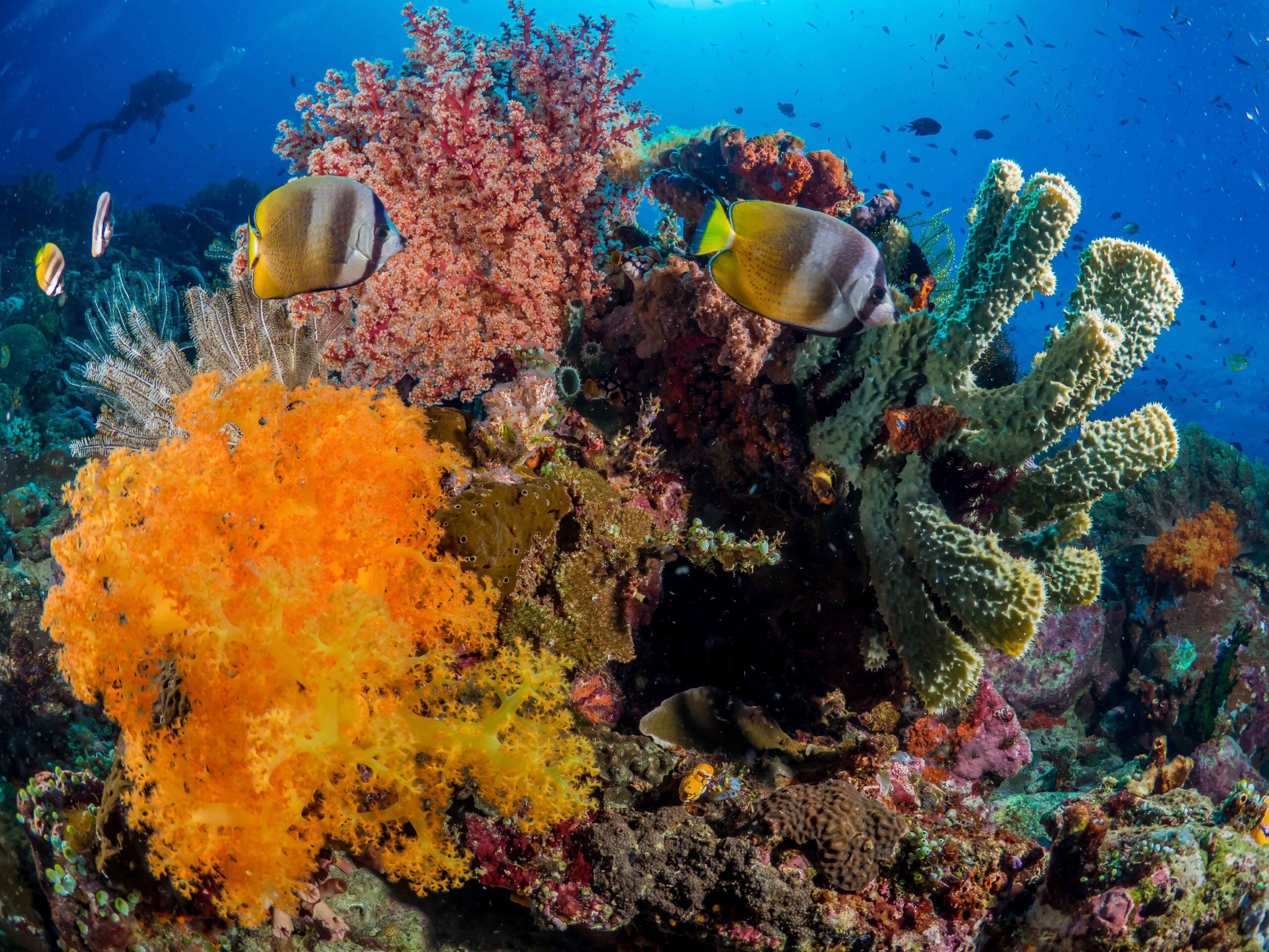 Bunaken Corals by Edwin van der Sande