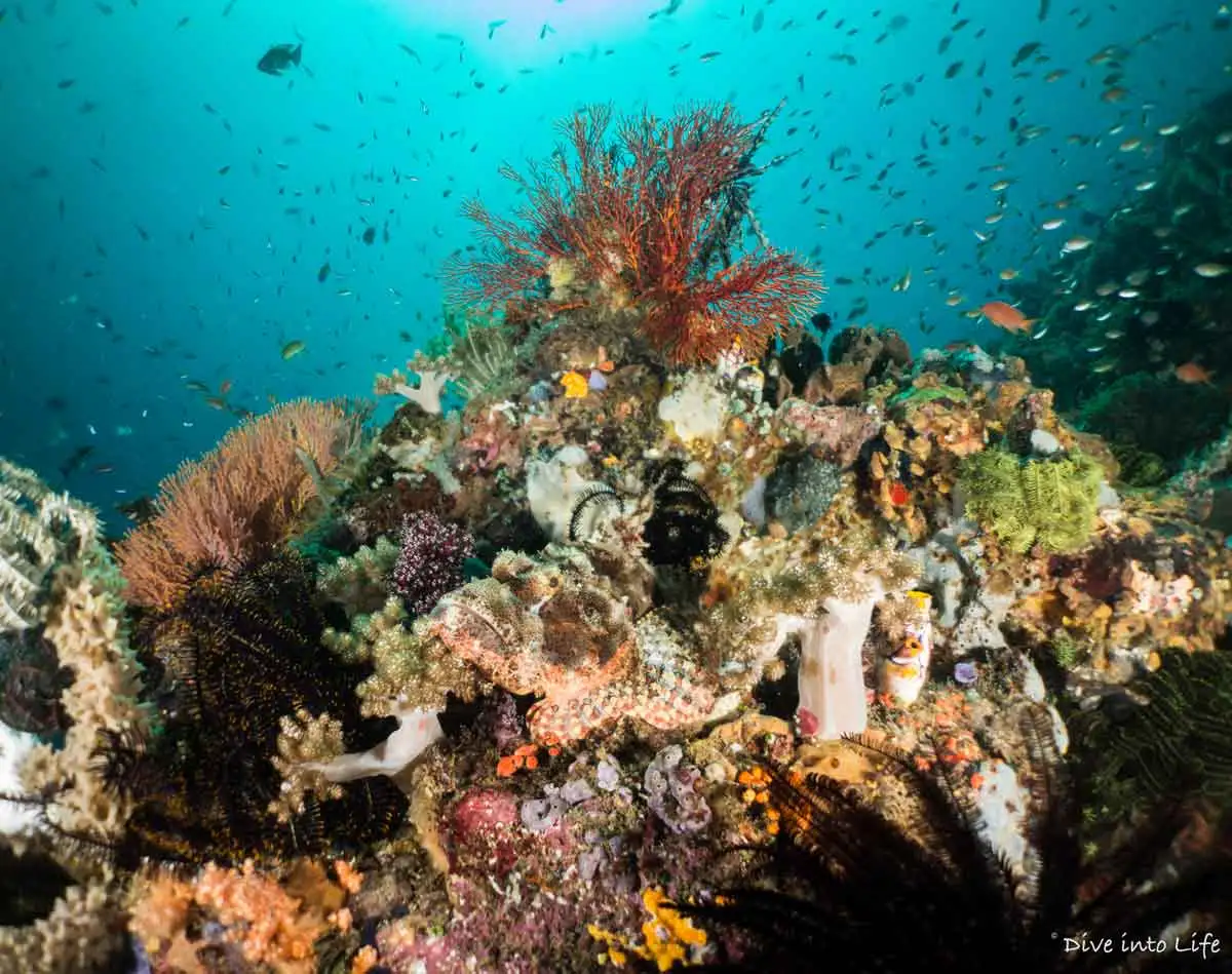 Scuba diving pristine reefs in North Sulawesi by Dive Into Life
