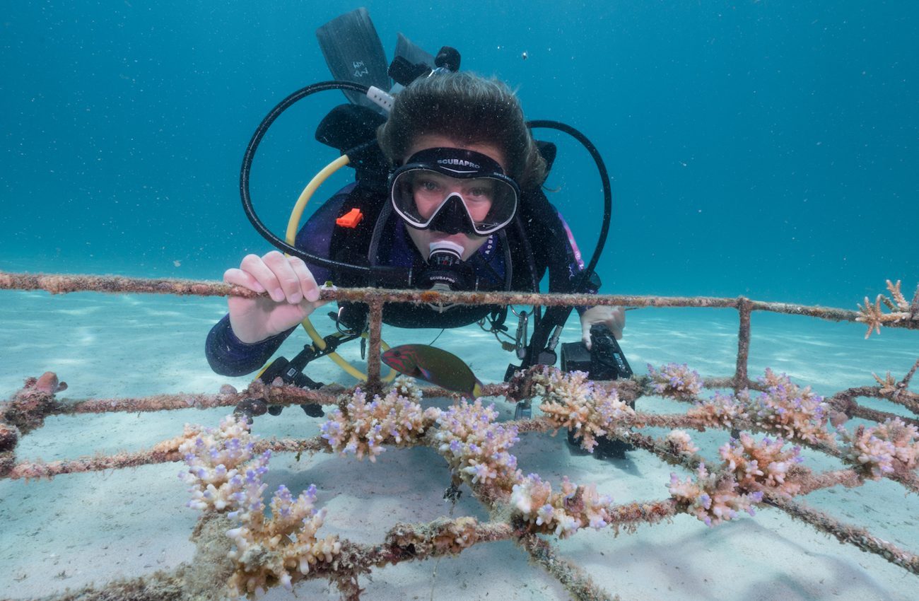 Coral gardening Bangka