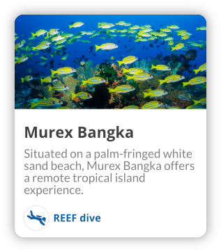Murex Bangka Reef Dive