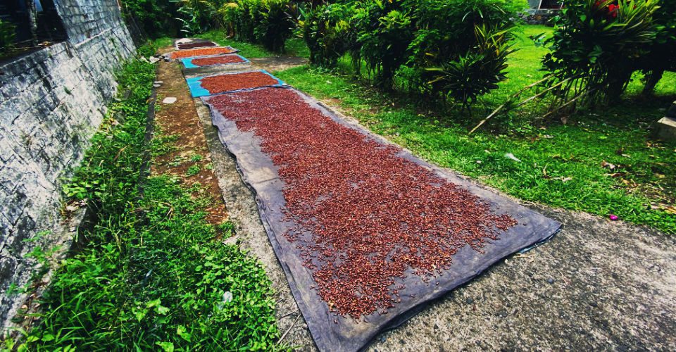 cloves drying process