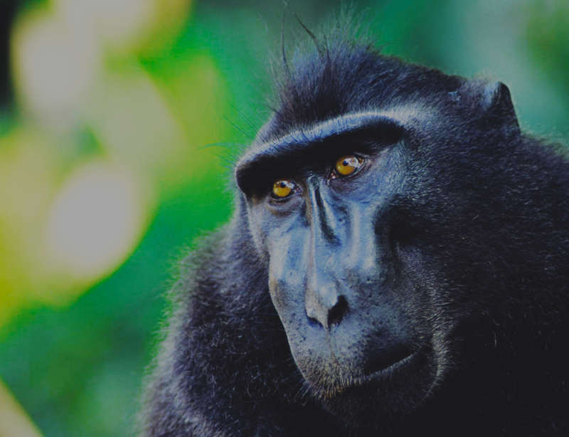 primate in Indonesia