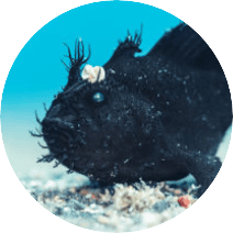 underwater frogfish