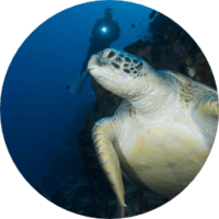 Green Sea Turtle at Lekuan
