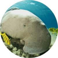 Dugong Bangka Island