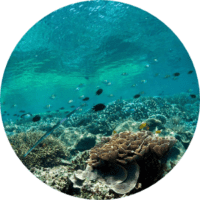 dive site Bunaken Island