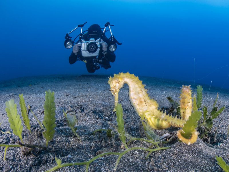 sea horse photography