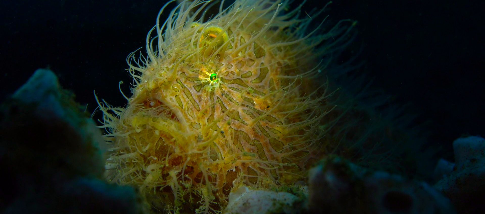 hairy frogfish