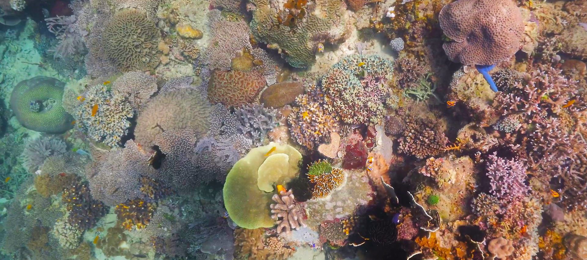 dive bangka coral reef