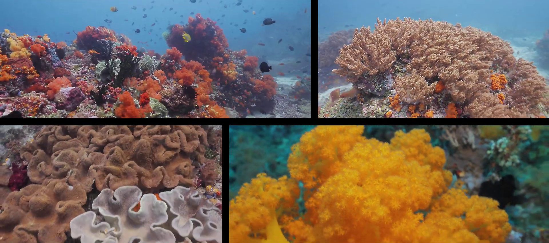 dive bangka coral reef