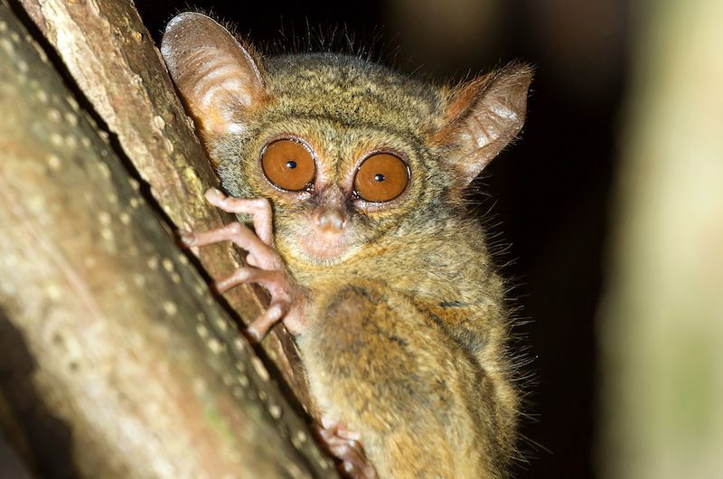 Tarsius monkey at the Tangkoko Nature Reserve in North Sulawesi