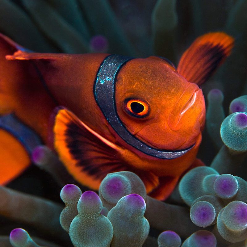 anemonefish bangka