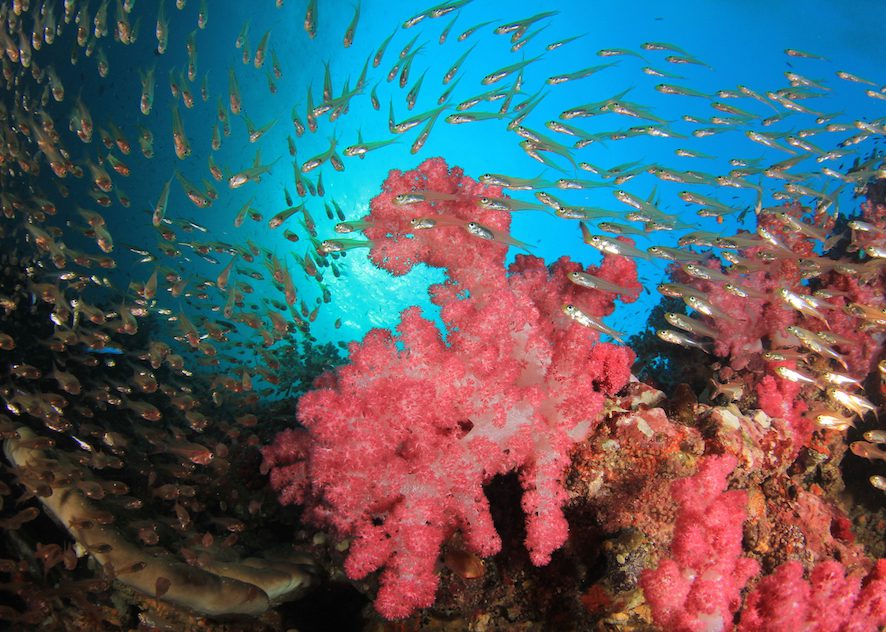 Red soft coral and fish at Bangka