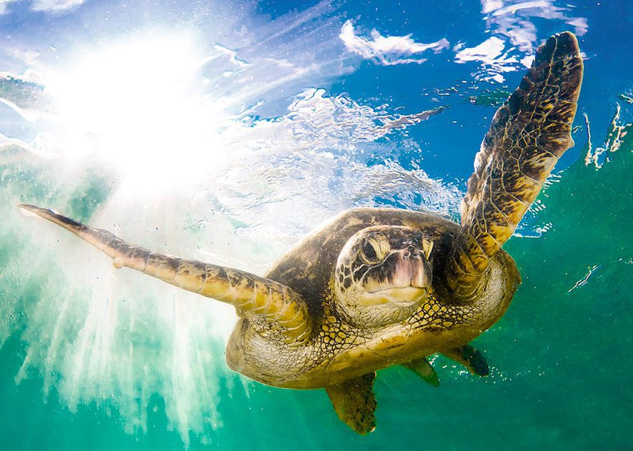 turtle bunaken