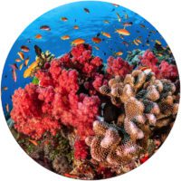 coral reef sulawesi