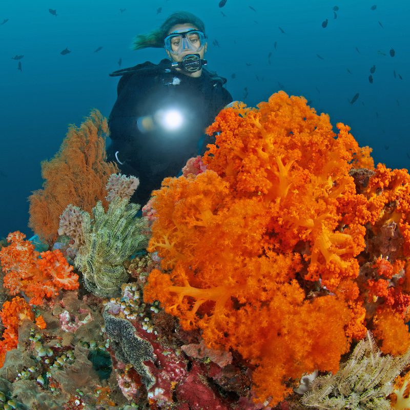 Soft Coral at Diving Bangka