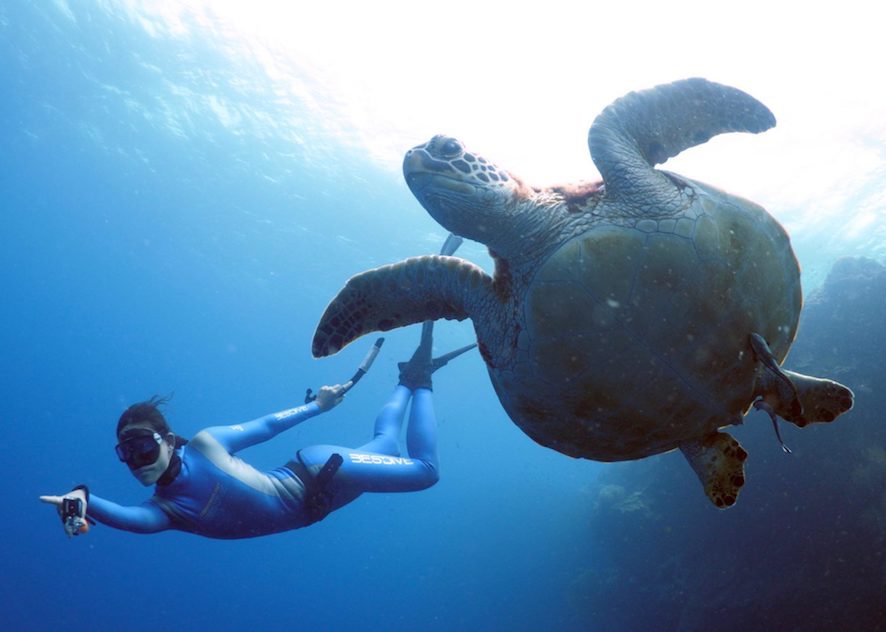 freediving with turtle
