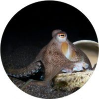 coconut octopus lembeh