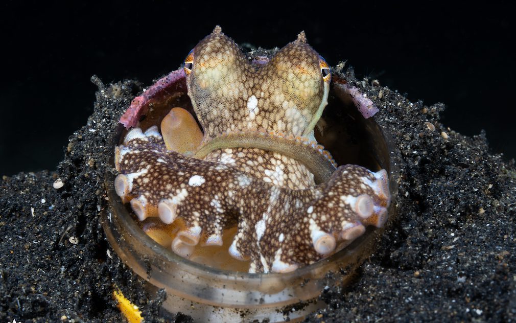 DSC04801-Edit-Edit Coconut octopus