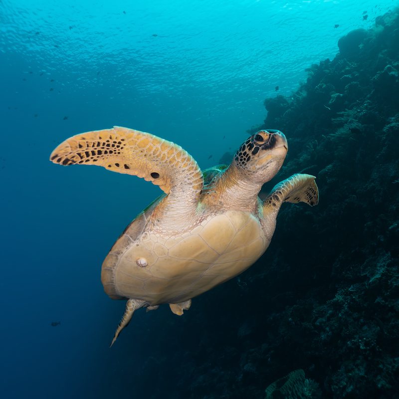 Green sea turtle Manado
