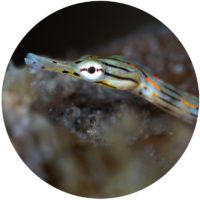 pipefish lembeh