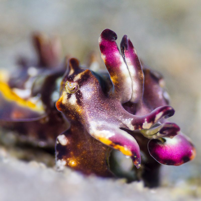 flamboyant cuttlefish