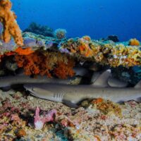 white tip shark bangka